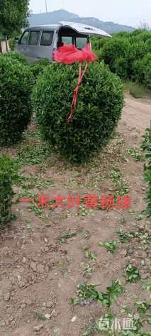 冠幅80厘米大叶黄杨球