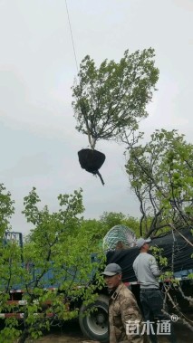 高度400厘米核桃