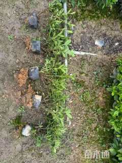 高度40厘米毛鹃小苗