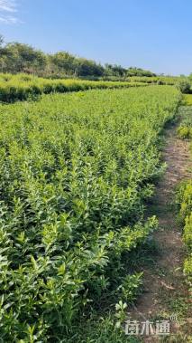 高度60厘米连翘