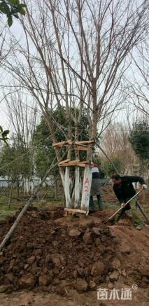 高度1000厘米丛生五角枫