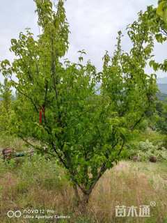 高度350厘米山茱萸