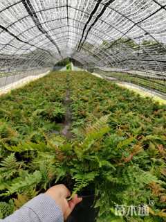 高度40厘米彩虹蕨