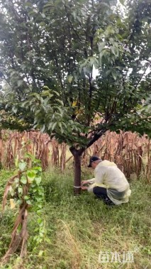 14公分日本晚樱