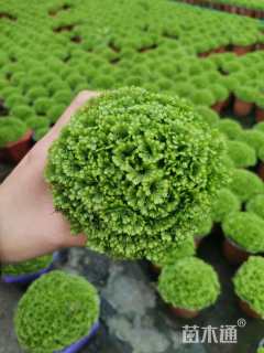 高度10厘米翠云草