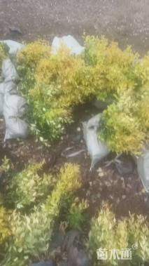 高度35厘米黄金菊
