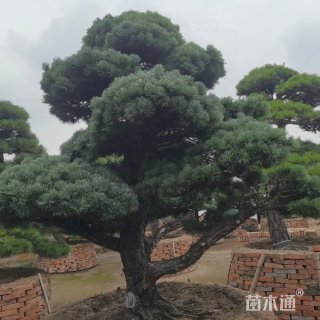 高度300厘米金叶五针松