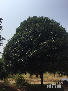 25公分桂花
