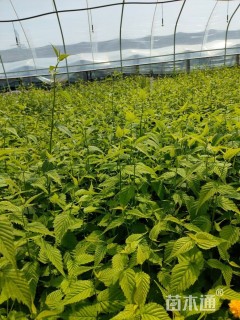 高度50厘米 棣棠自产自销