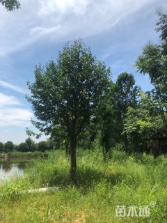 高度400厘米含笑