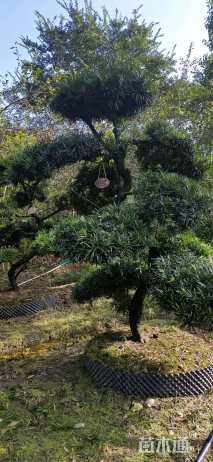 原生苗造型罗汉松