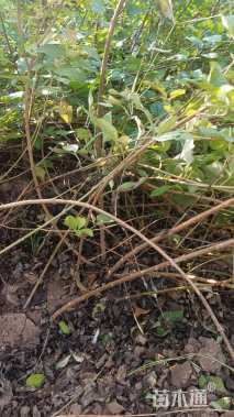 高度40厘米连翘