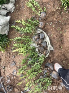 高度60厘米卫矛小苗