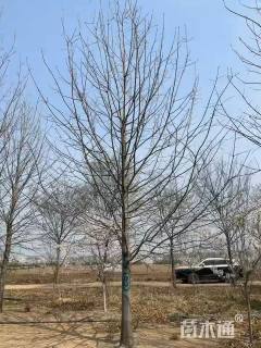 18公分娜塔栎