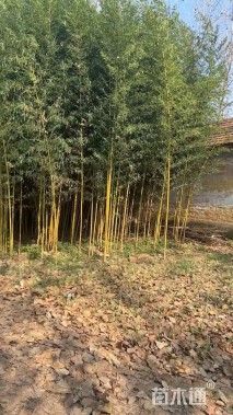 地栽苗金镶玉竹