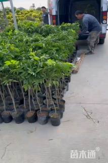 高度40厘米黄皮