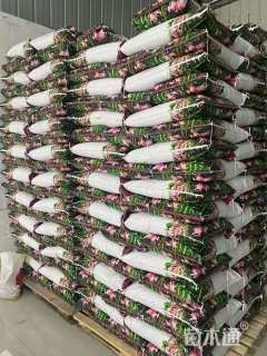 繁盛林业紫云英种子