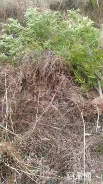 2公分罗汉松