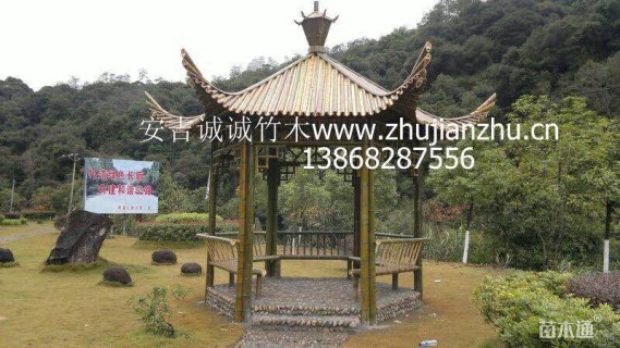 地栽苗罗汉竹