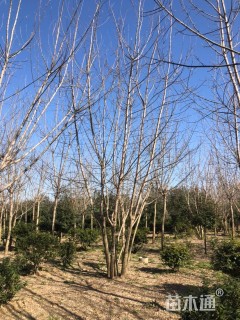 8公分金叶复叶槭