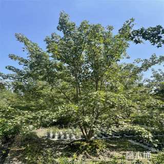 高度400厘米丛生元宝枫