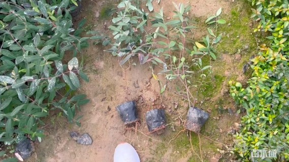 高度50厘米金丝桃小苗