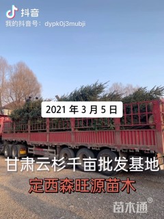 高度300厘米密枝云杉