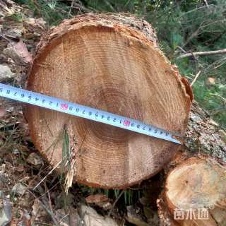 25公分东北红豆杉