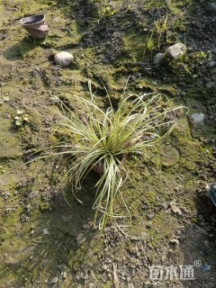 高度20厘米金叶苔草