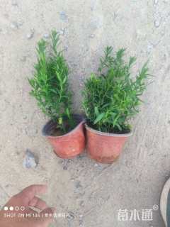 高度15厘米荷兰菊