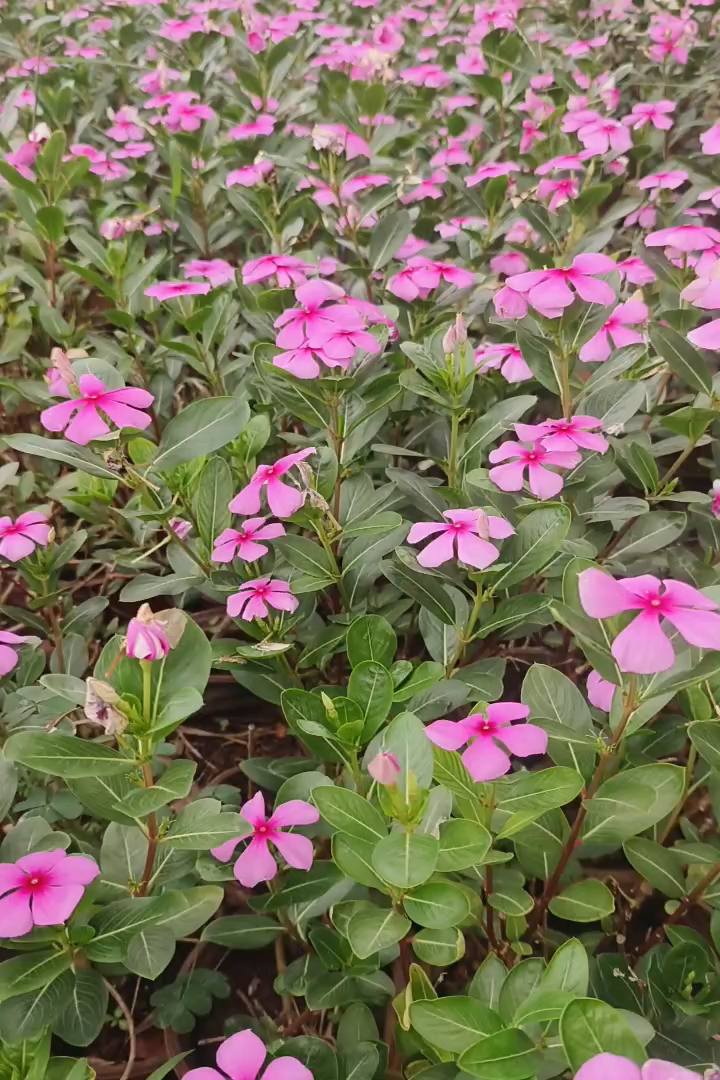 高度30厘米长春花