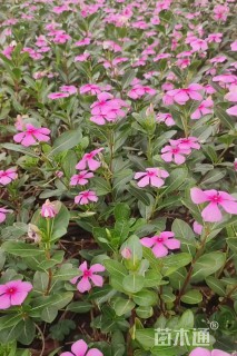 高度30厘米长春花