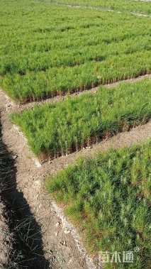 高度30厘米湿地松小苗