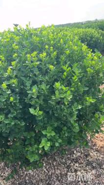 冠幅110厘米卫矛球