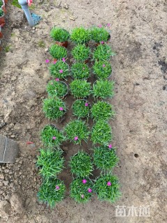 高度10厘米欧石竹