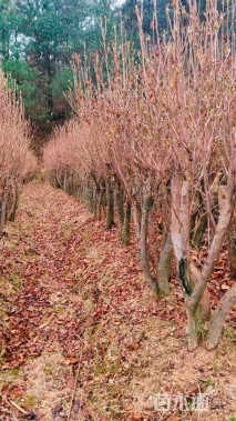 高度1200厘米映山红