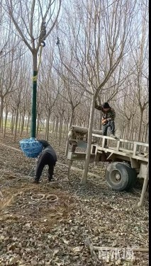 13公分杜仲