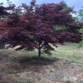 21公分日本红枫