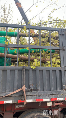 11公分金叶复叶槭