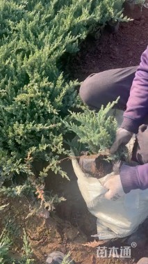 高度40厘米铺地柏