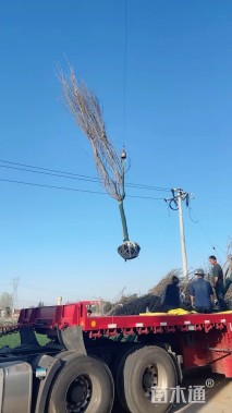 13公分樱花