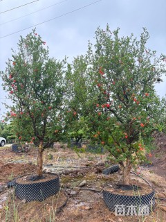 高度400厘米石榴