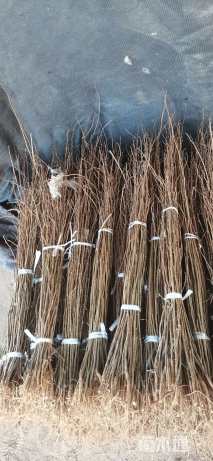 高度60厘米紫穗槐