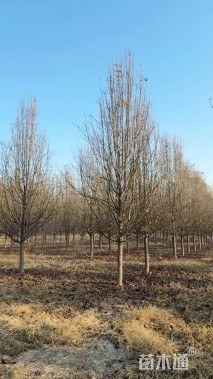 12公分彩叶豆梨