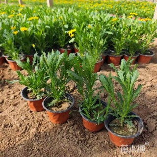 高度30厘米木春菊