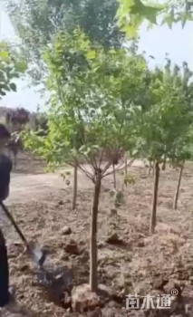 高度250厘米丁香