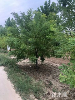 10公分国槐