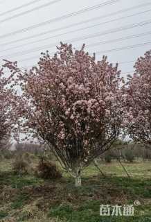 15公分西府海棠