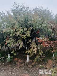 10公分红豆杉