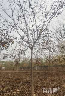 12公分栾树